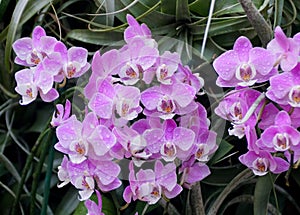 Beautiful cluster of purple and white phalaenopsis orchids