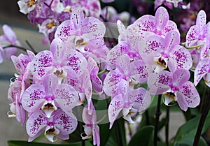 Beautiful cluster of purple and white phalaenopsis orchids
