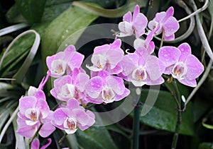 Beautiful cluster of purple and white phalaenopsis orchids with raindrops