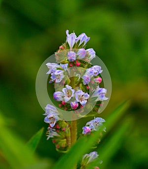 Beautiful cluster of small wild flowers echium strictum