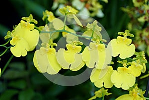 Beautiful cluster of tiny yellow Oncidium Dancing Lady orchids