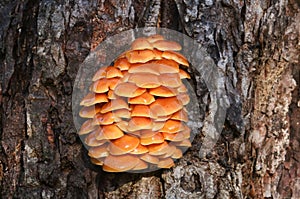 A beautiful cluster of Velvet-shank mushroom Flammulina velutipes growing from a decaying horse chestnut tree trunk in woodland