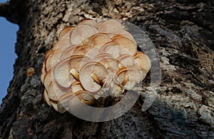 A beautiful cluster of Velvet-shank mushroom Flammulina velutipes growing from a decaying horse chestnut tree trunk in woodland