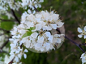 Beautiful cluster of white flowers in the evening light.