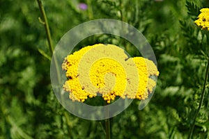 Cluster of Yellow Silver Mound Artemisia flower