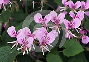 Beautiful clusters of bright pink color of Heart-leaf Pelargonium cordifolium flowers