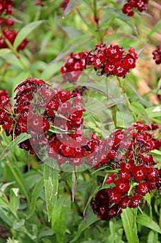 Beautiful clusters of deep red flowers in garden