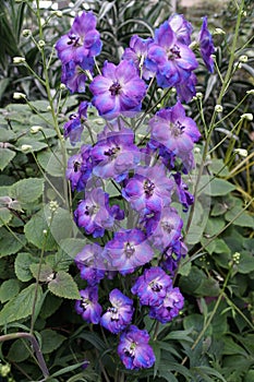 Beautiful clusters of Delphinium Pagan Purple flowers