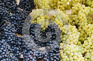 Beautiful clusters of white and blue grapes in the market