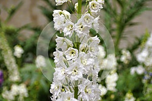 Beautiful clusters of White King Larkspur flowers