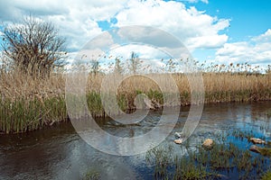 Beautiful coast of the Kamenka river in spring.