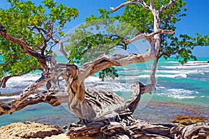 Beautiful coast landscape with twisted crooked gnarled old buttonwood tree on rock, turquoise caribbean sea waves, blue sky -