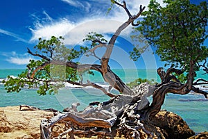 Beautiful coast landscape with twisted crooked gnarled old buttonwood tree on rock, turquoise caribbean sea waves, blue sky -