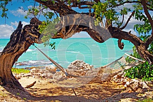Beautiful coast landscape with twisted crooked gnarled old tree arch empty hammock on rock, turquoise caribbean sea waves, blue