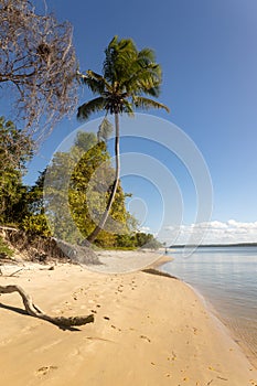 Beautiful coastal beach landscape with a lonely palm tree