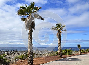 Beautiful coastal view with palm trees near El Duque beach in Costa Adeje,Tenerife,Canary islands,Spain.