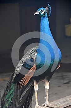 Beautiful Cobalt Blue Peacock with Tail Feathers Down