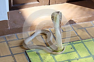 The Beautiful Cobra snake on cement floor at thailand