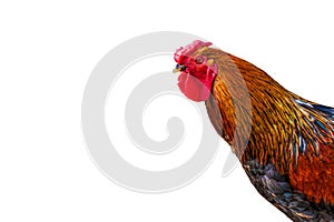 Beautiful head on a white background isolated