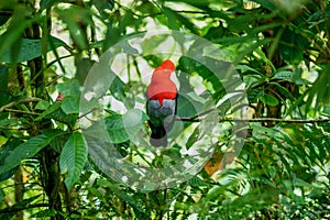 The beautiful cock-of-the-rock sitting in the Peruvian rainforest.