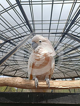 Beautiful Cockatoo Bird