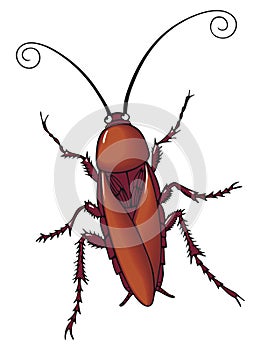 Beautiful Cockroach icon isolated on white background. Vector image. Illustration of insect symbol, beauty