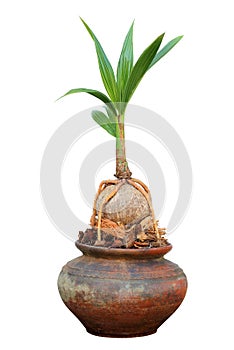 Beautiful coconut bonsai tree on pot hobbies interior home nature garden design on the white background