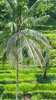 Beautiful Coconut Palm Tree in Amazing Tegalalang Rice Terrace fields, Ubud, Bali, Indonesia