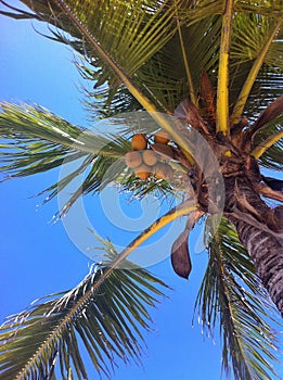 Beautiful coconut palm tree on blue