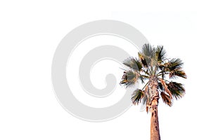 Beautiful coconut palm tree with green leaves isolated on white background.