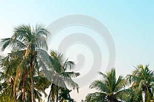 Beautiful coconut palm trees farm nature horizon on tropical sea beach against a pretty blue clear sky with no clouds at sunset