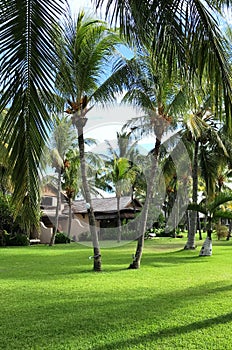 Beautiful coconut palm trees on Mauritius Island photo