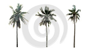 Beautiful coconut palm trees in the garden isolated