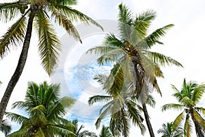 Beautiful coconut palms