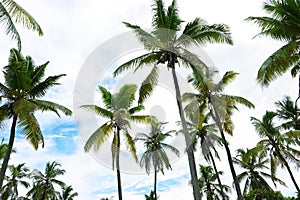 Beautiful coconut palms