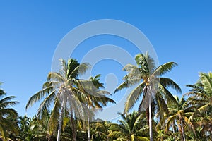 Coconut palms against a background of blue sky