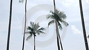 Beautiful coconut palms trees against clear blue sky in Phuket Thailan.Beach on the tropical island. Palm trees at sunlight,