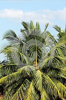 Beautiful coconut tree