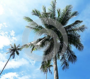 Beautiful Coconut Tree in Garden