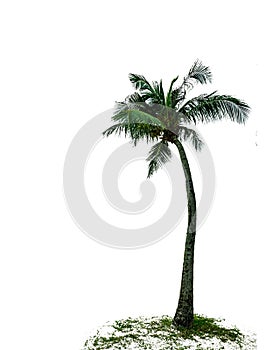 A beautiful coconut tree with its roots and grass at the base isolate on white background
