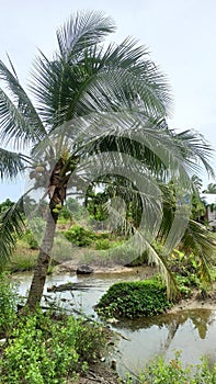 a beautiful coconut tree in a neglected garden