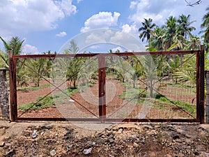 a beautiful coconut trees garden