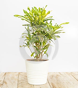 Beautiful codiaeum croton mammy plant in a white ceramic pot
