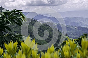 Coffee plants Colombia photo