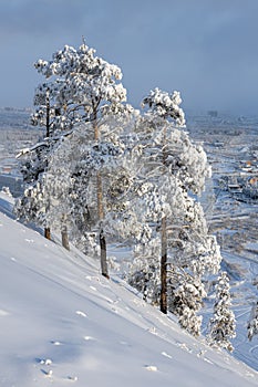 On a beautiful cold winter day over Yakutsk city. Snow-covered pines on the hillside