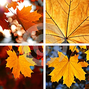 Beautiful collage of autumn