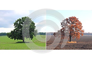 Beautiful collage with tree in summer and in autumn