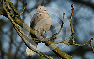 A beautiful Collared Dove, Streptopelia decaocto, perching on a branch of a Horse chestnut tree, Aesculus hippocastanum, in autumn