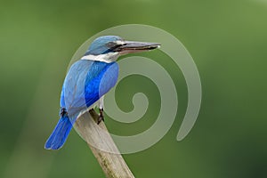 Beautiful Collared kingfisher (Todiramphus chloris) white and bl