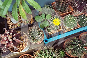 Beautiful collection of cactuses on the balcony, several ones of Gymnocalycium genus